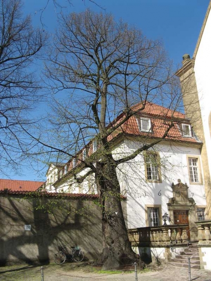 Bild 2 von Linde vor der Kapuzinerkirche